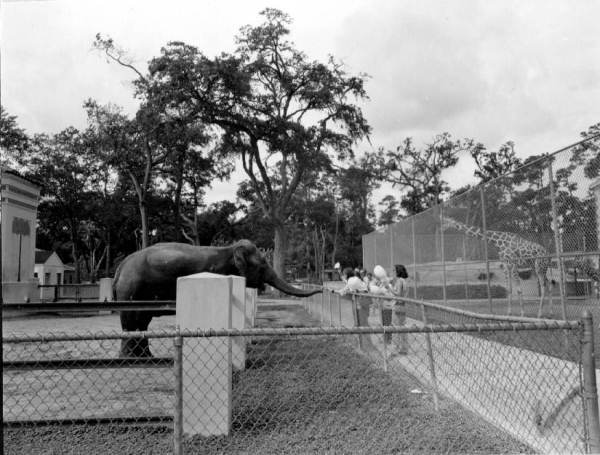 Elephants have been a major attraction at the Jacksonville Zoo since the first one, known as Miss Chic, debuted in July 1926. Here zoogoers in 1970 interact with one of the elephants.